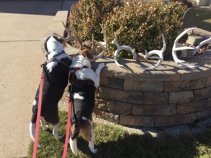Sniffing Bill s Antlers
